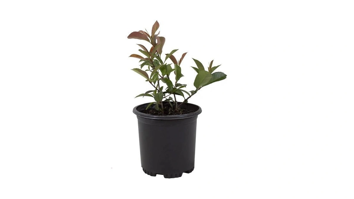 Red Tip Photinia Plants Live Plant Outdoor Plants, Live Plants