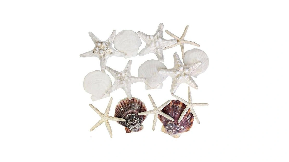Happyfiller 14 Pcs White Natural Scallop Seashells Decorative Starfish Brown