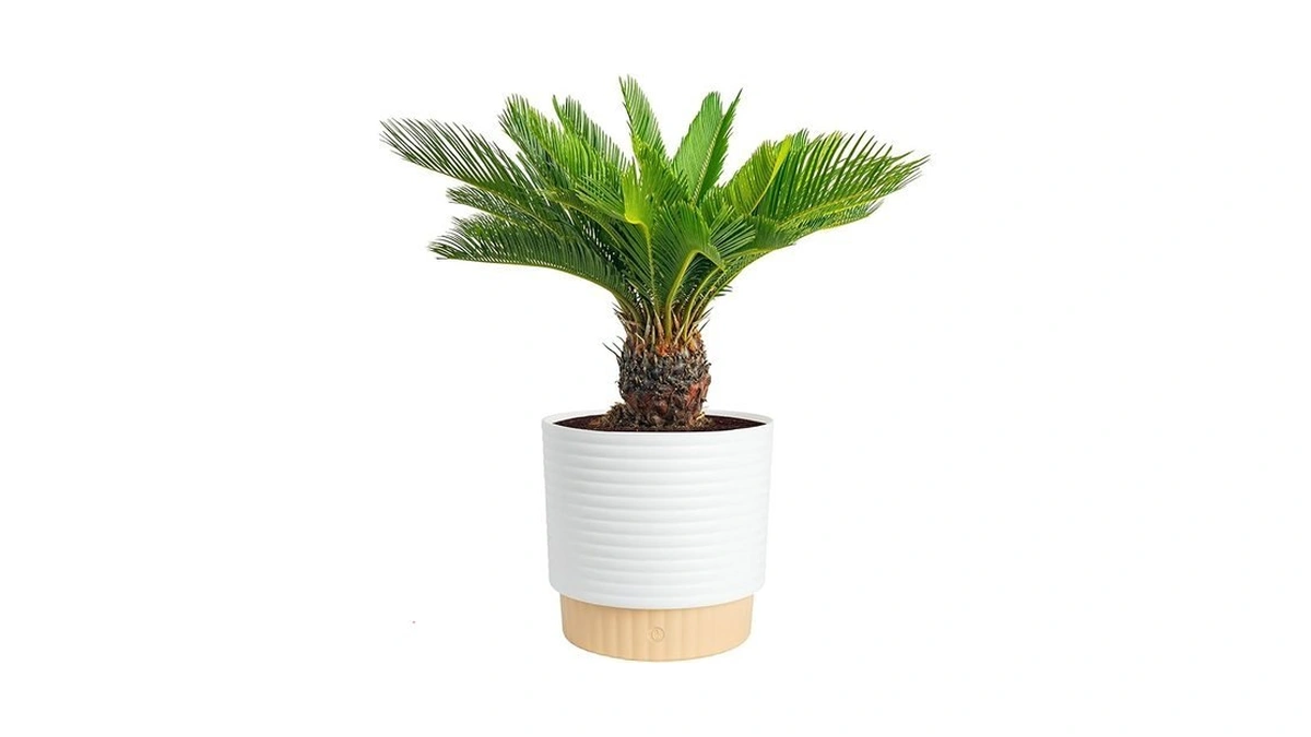 Costa Farms Sago Palm Live Plant In Decorative Pot, Easy
