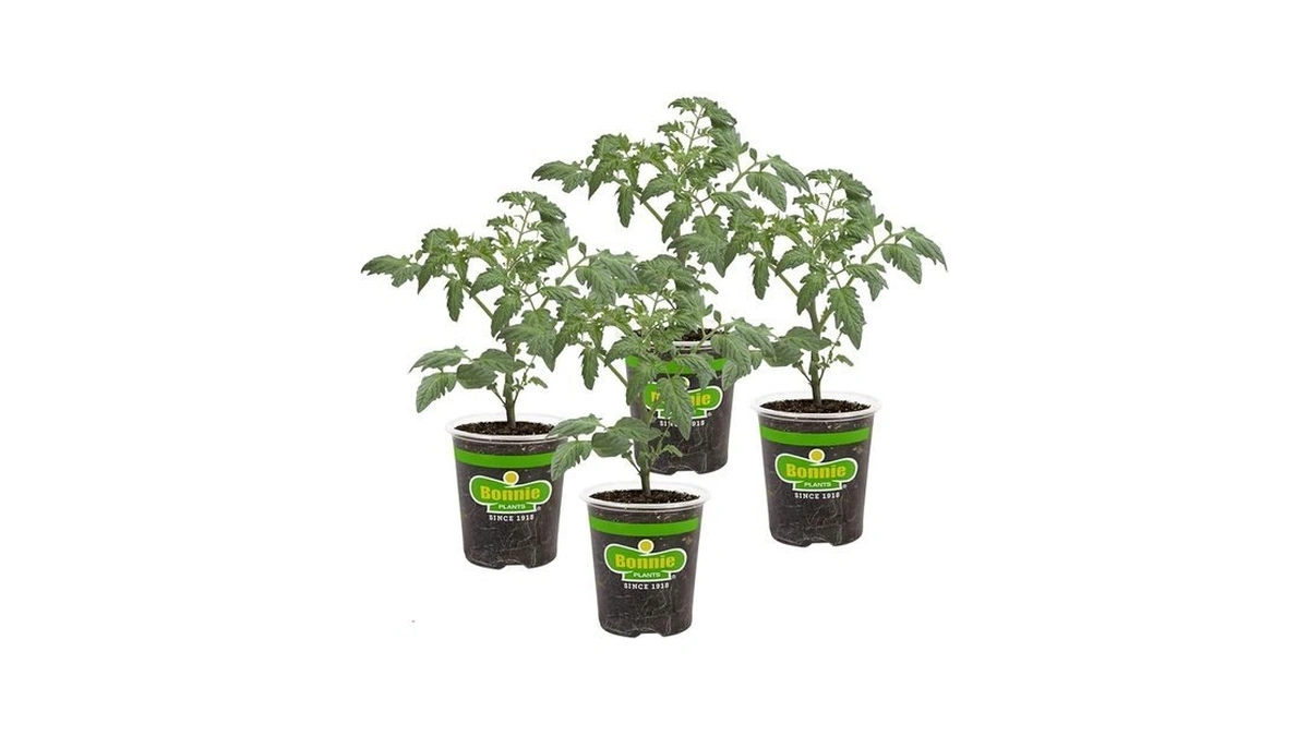 Bonnie Plants Husky Cherry Red Tomato Live Vegetable Plants -