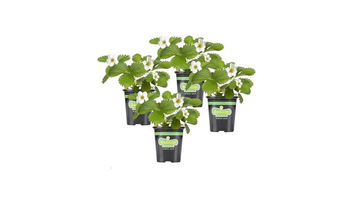 Bonnie Plants Strawberry, Live Plant, 19.3 Oz. (4-pack)