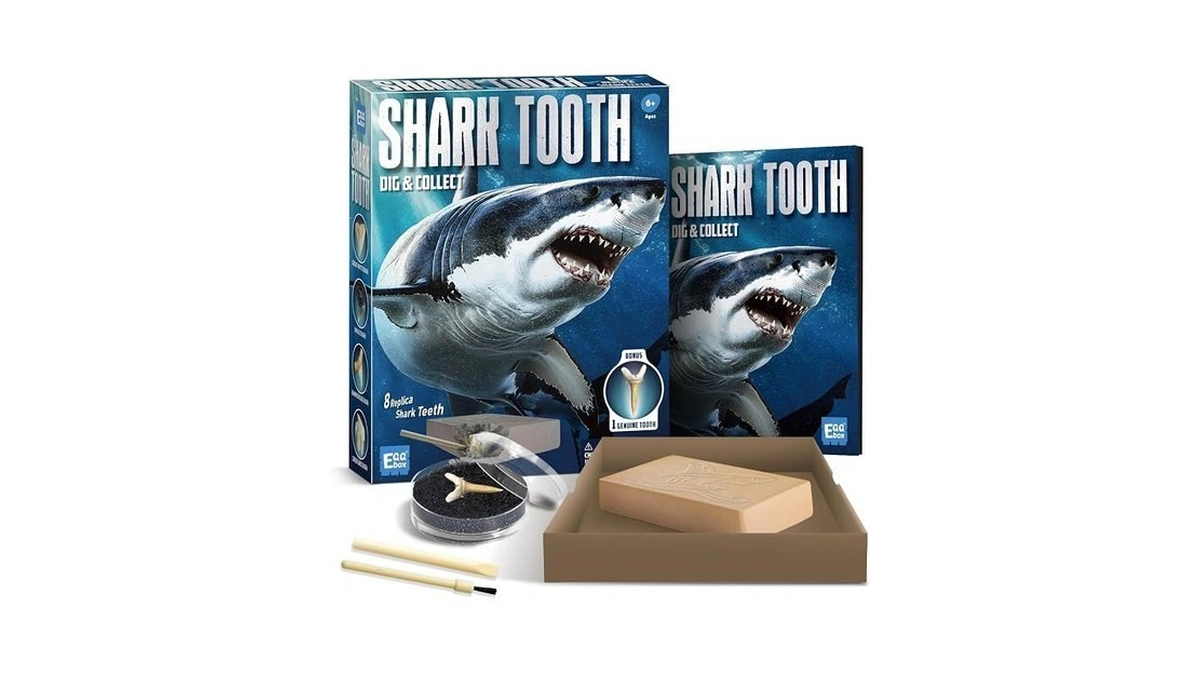 Eggbox Shark Tooth Dig Kit Excavate 8 Shark Fossils Including