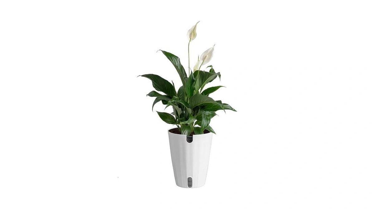 Costa Farms Peace Lily Live Plant In Decorative Pot, Air