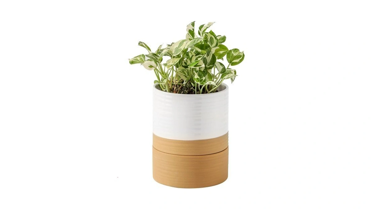 Hasense Ceramic Plant Pot With Saucer, 6 Inch Planter White