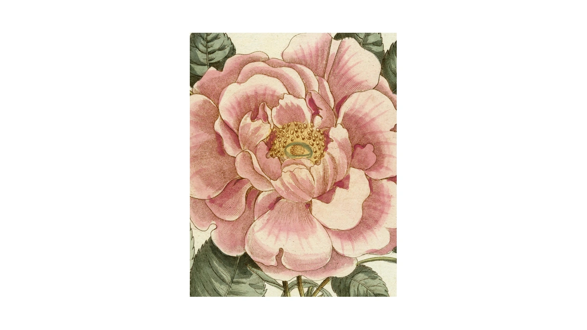 John Derian Picture Book Ii