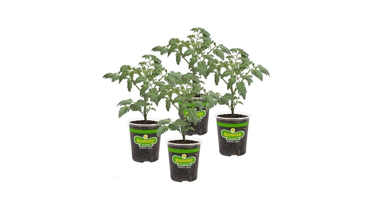 Bonnie Plants Roma Classic Paste Tomato - 4 Pack Live