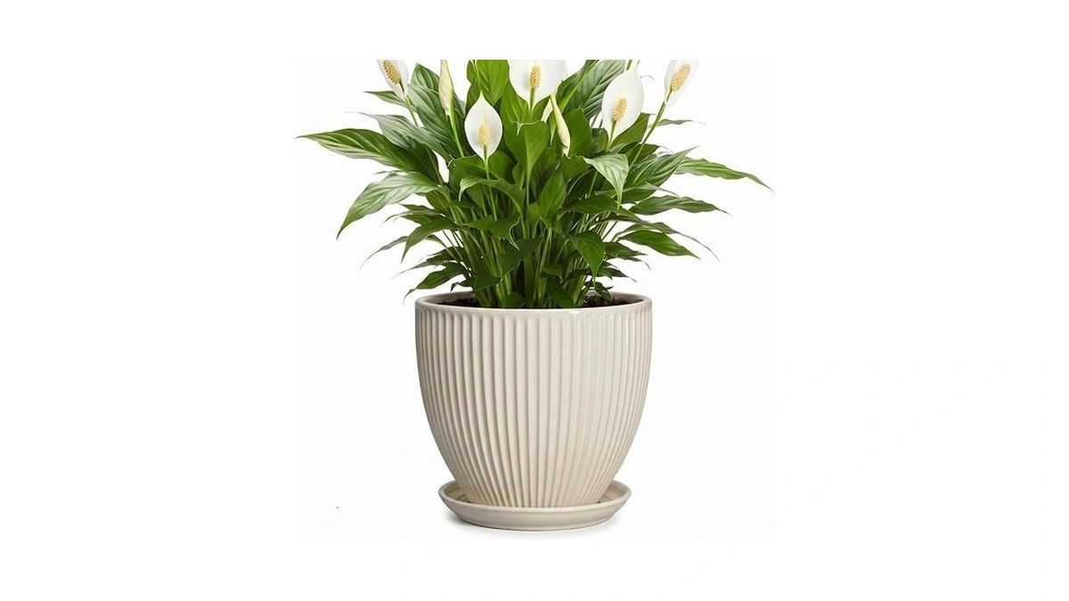 Wliror Ceramic Flower Pots, 8 Inch Plant Pot With Drainage
