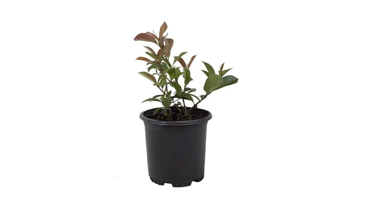 Red Tip Photinia Plants Live Plant Outdoor Plants, Live Plants