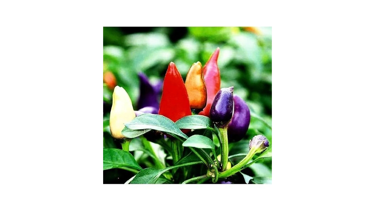Pepper Masquerad Ornamental Hot Chili Pepper Multicolor 50+ Seeds