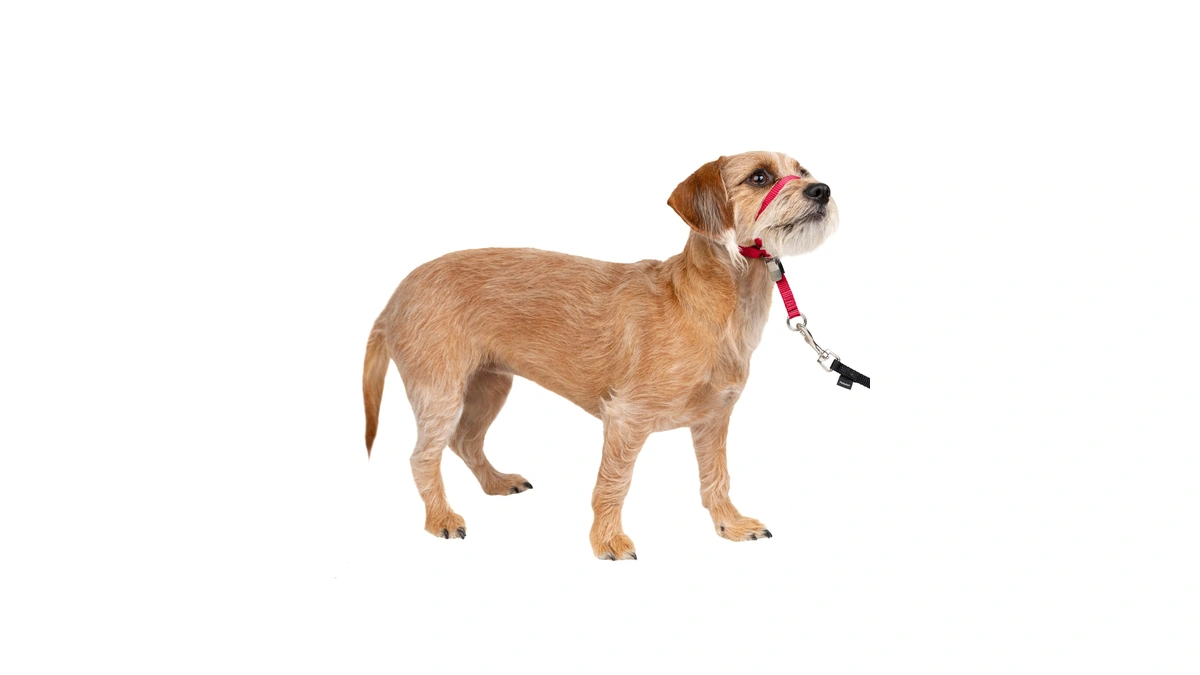 Petsafe Gentle Leader No Pull Dog Headcollar, Red, Small