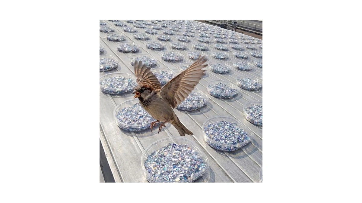 Qinyoung 50 Pack Bird Repellent Gel Trays (gel Not Included)