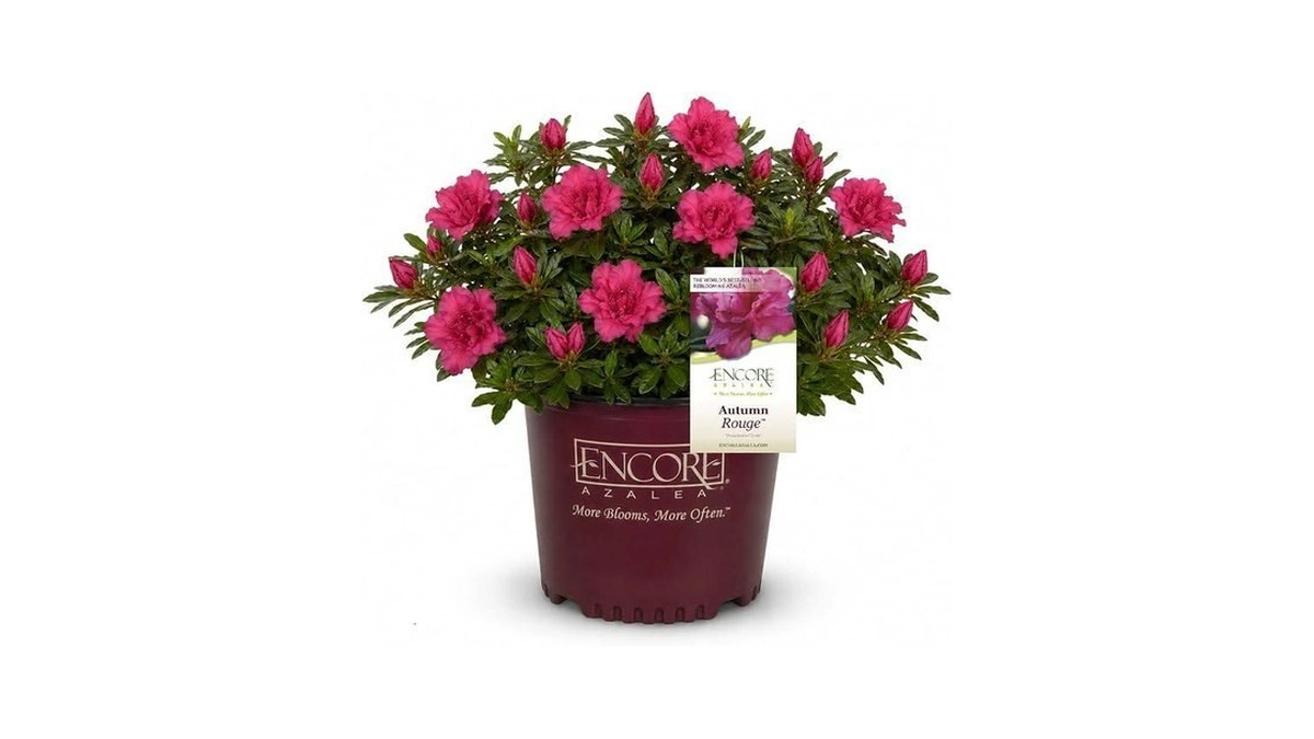 Azalea Encore 1 Gallon Autumn Rouge Shrub