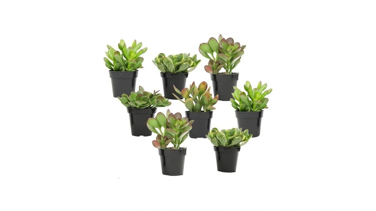 Altman Plants Live Jade Plant Collection (8pk), Classic Jade Plants