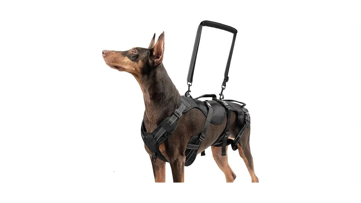 Bingpet Dog Lift Harness For Medium Dogs, Full Body Adjustable