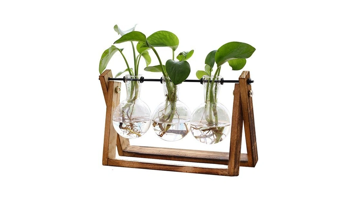 Xxxflower Plant Terrarium With Wooden Stand, Air Planter Bulb Glass