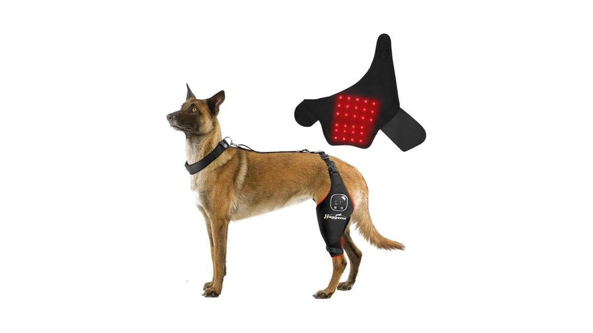Dog Knee Brace For Acl Support, Red & Infrared Light