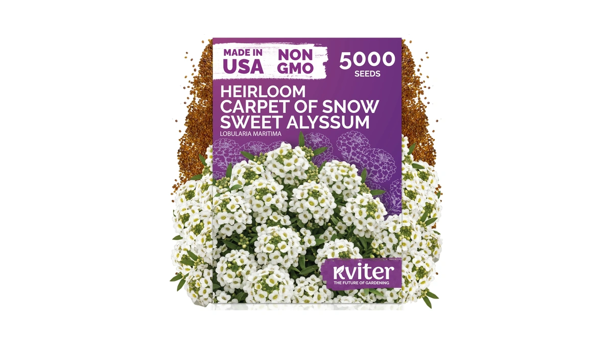 Kviter 5000 Carpet Of Snow Sweet Alyssum Seeds (lobularia Maritima)