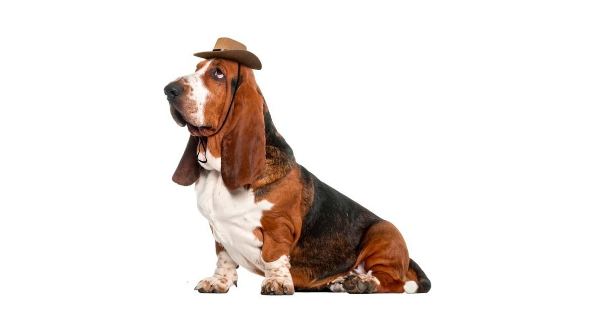 Rubies Cowboy Pet Hat For Dogs Or Cats, M/l