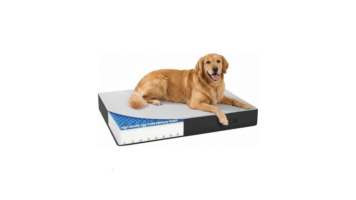 Cozcience Orthopedic Dog Bed For Medium Large Dogs, 3.5” Thick,