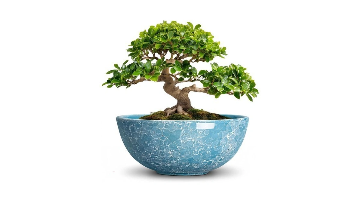 Wliror Bonsai Tree Pots 12 Inch, Ceramic Succulent Planters, Droplet