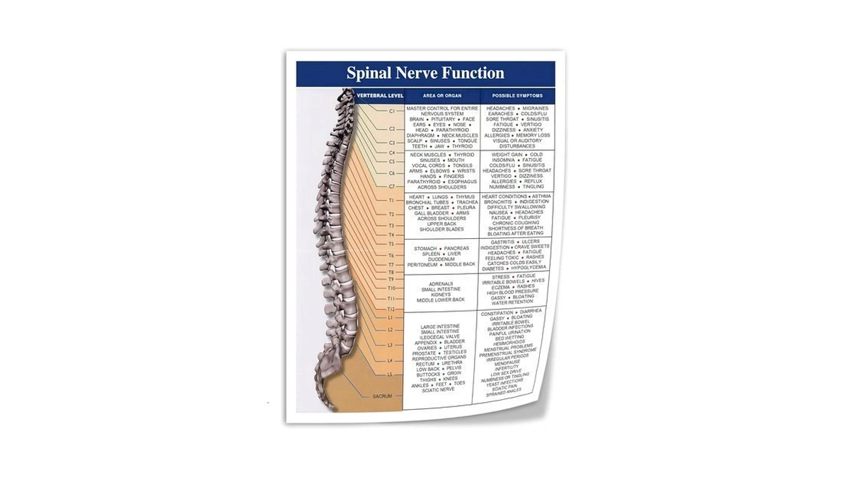 Spinal Nerve Function Poster, Chiropractic Office Anatomy Chart