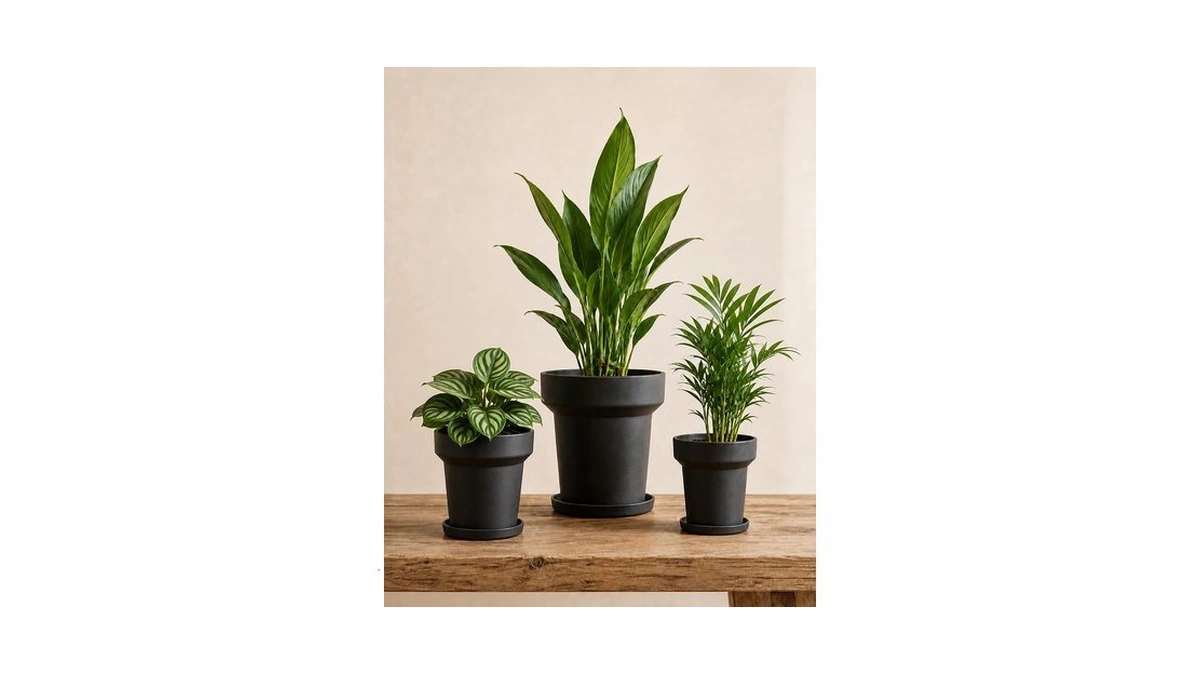 Bamworld Plant Pots Indoor With Drainage Holes- Set Of 3
